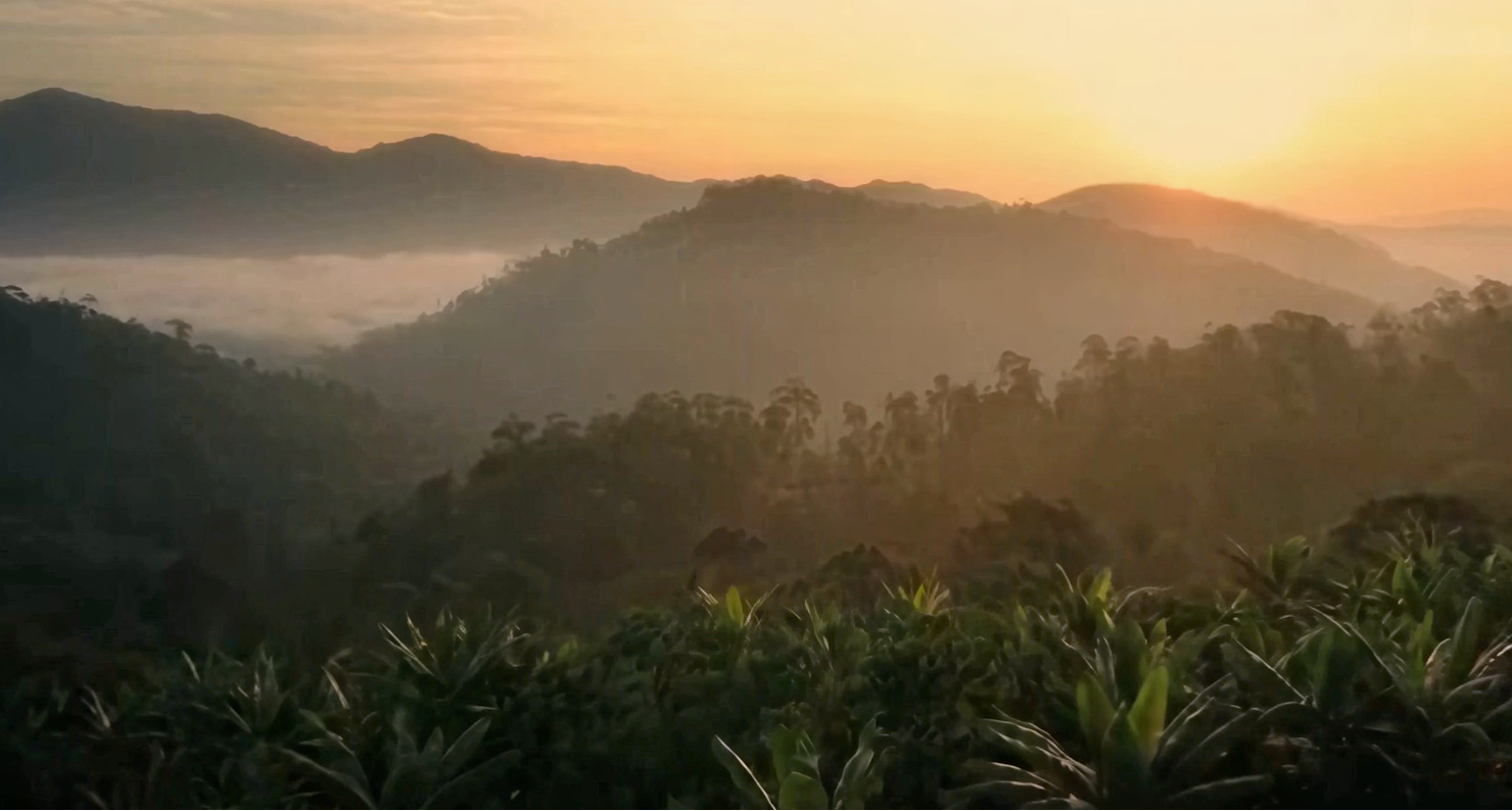 Načítať video: Video Vanilky z Ugandy